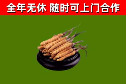 天峻县回收散虫草